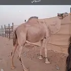 للبيع لقحات