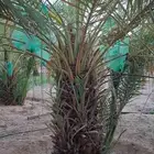 لتوريد جميع أنواع النخيل