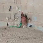 دجاج عربي أصيل   تم البيع تم البيع