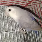 حيوانات