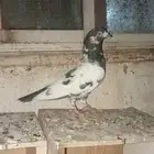للبيع ذكر باكستاني تيدي