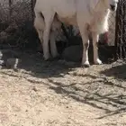 فحل ضان صنف للبيع السن سديس مشروط