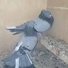 حمام قطيفي