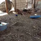 دجاج باكستاني سندي اصلي