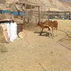 حسيل و حسيله بلدي سمان السعر من 2900