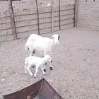 رخل جذعه رفيديه