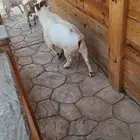 تيس قزم للبيع