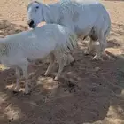 خروف فحل سنه رباع مشروط. ما اضرب مرجوع