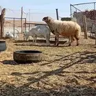خروف نعيم فحل مشروط