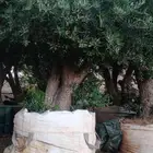 اشجار زيتون للبيع صغير وكبير احجام مختلفه