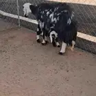 شاتين كفو للبيع رباع عليها رخل وحده عليها خروفين للبيع
