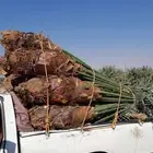 يوجد لدينا جميع انواع النخيل وجميع انواع المقاسات