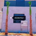 نخل نخيل واشنطن للبيع