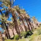 نخيل ( مجانيه) طويله تصلح للمنتجعات والزينه والكفيهات