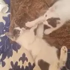 عمرهن شهرين ذكوره