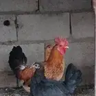 دجاج بلدي العمر 7 شهور