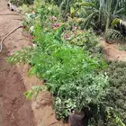 تنسيق وصيانة حدايق