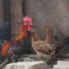 طقم دجاج عربي.