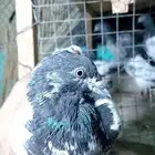 حمام بكستاتي