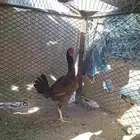 دجاجه باكستانيه