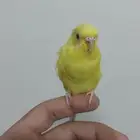 طير حب لاتنيو عيون حمر