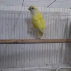 انثى روز اينو