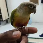 ببغاء كنيور هدد اليف وبعض الكلمات السعر 800ريال قابل للتفاوض