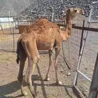 للبيع بكره مقنوي