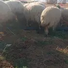 عندي 5 نعاج و5 رخال بناتها وعمارها 6 أشهر الموقع البئر