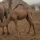قعدان
