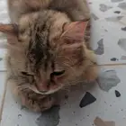 قطة مرميه حامل