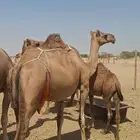 مراح ابل فيها مجاهيم خلفات وعشاير وبكار