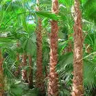 نقوم بتوريد جميع أنواع النخيل الوشنطني والعربي