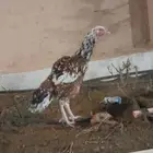 دجاجه سنديه فوليه تم البيع