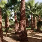 نخل وشنطونيا لزينت القصور والفلل والاستراحات والبيوت
