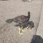 دجاج باكستاني سندي اصلي