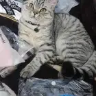 قط لتزاوج