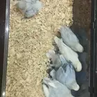 فروخ روز مشروطه يوجد توصيل