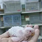 3 فروخ روز تقبل الغر