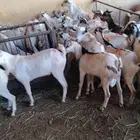 تيوس صوماليه جذعان طيبه