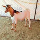 تيوس ماشاءالله