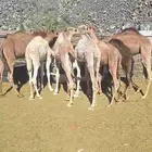 للبيع حشو المدينه العدد8