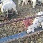 خرفان للبيع