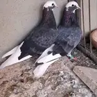 جوزين قلاب قطايف توب