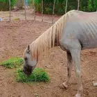 خيل شعبي للبيع