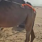 ناقه خلفه مشروطه من جميع العذاريب