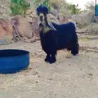 تيس عارضي وواحد صغير مشروع فحل