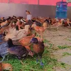 صوص بلدي