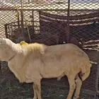 فحل العمر سداس على السوم