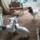 دجاج فرنسي بيور .